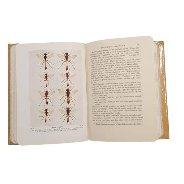 Bees, Wasps, Ants and Allied Insects of the British Isles by Edward Step - Warne, 1932