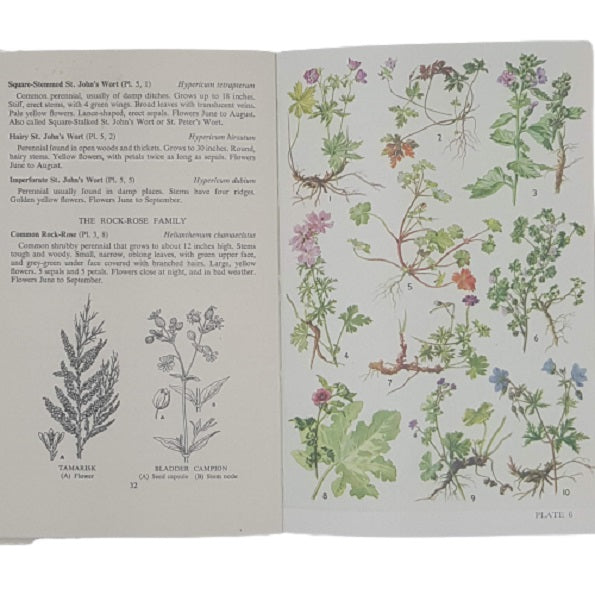 Wild Flowers of the British Isles - Ward Lock 1958