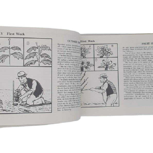 Adam the Gardener - Sunday Express 1978