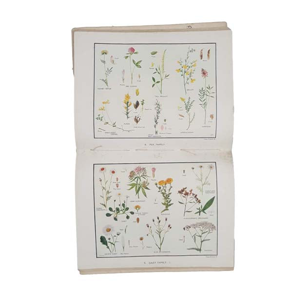 My Book of Wild Flowers by W. M. Daunt - Macmillan, 1943