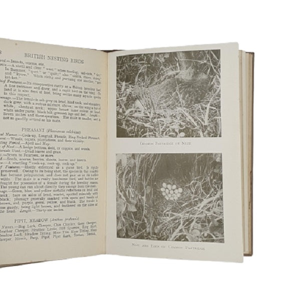 British Nesting Birds by W. Percival Westell - Dent 1928