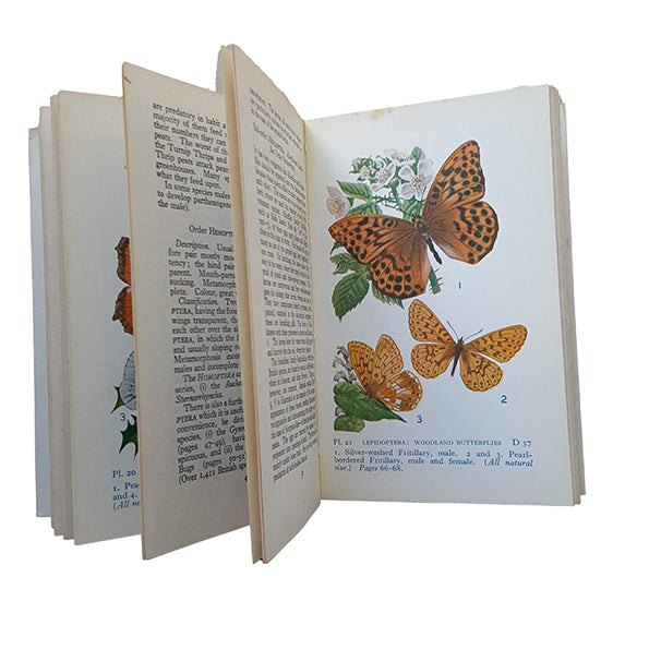 The Observer's Book of Common Insects &amp; Spiders (#17) DJ