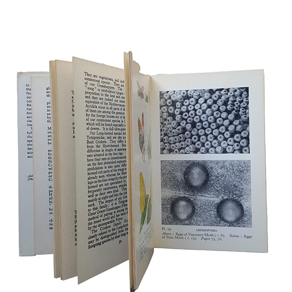 The Observer's Book of Common Insects &amp; Spiders (#17) NO DJ GREEN