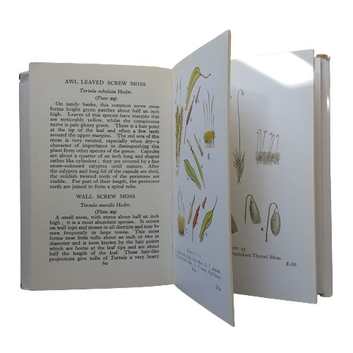 The Observer's Book of Mosses, Liverworts by Arthur L. Jewell (#20) 1968 DJ