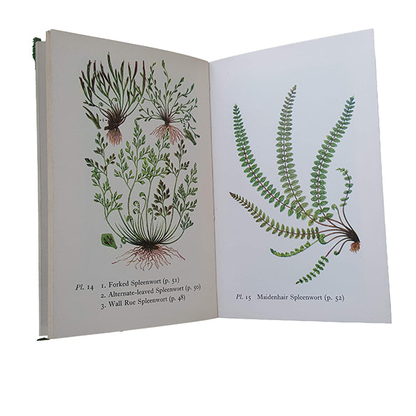 The Observer's Book of British Ferns by W. J. Stokoe and Francis Rose (#12) NO DJ GREEN