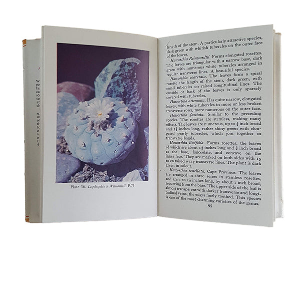 The Observer's Book of Cacti &amp; Other Succulents by S. H. Scott (#27) NO DJ LAMINATED