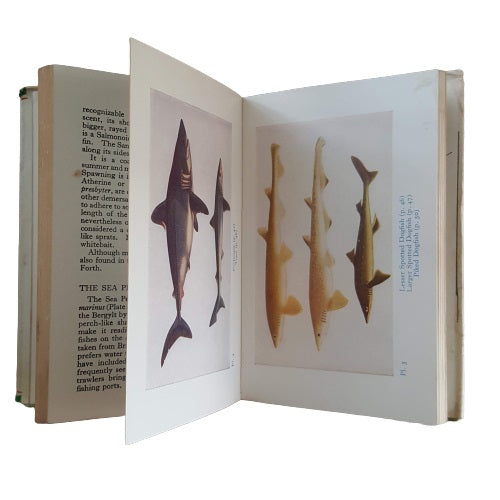 The Observer's Book of Sea Fishes by A. Lawrence Wells (#28) 1966 DJ