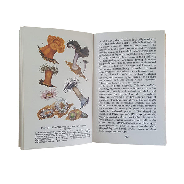 The Observer's Book of Sea and Seashore by I.O. Evans (#31) 1962-77 NO DJ Beige