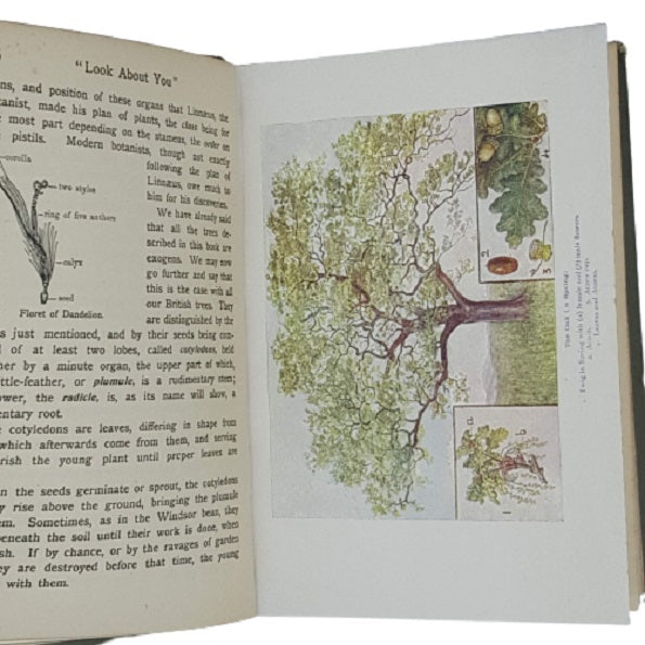 The Look About You Nature Book No. 5 - Some British Forest Trees - T. C. &amp; E. C. Jack