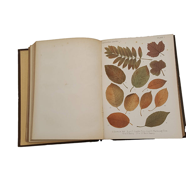 Autumnal Leaves by Francis George Heath - Kegan, 1885