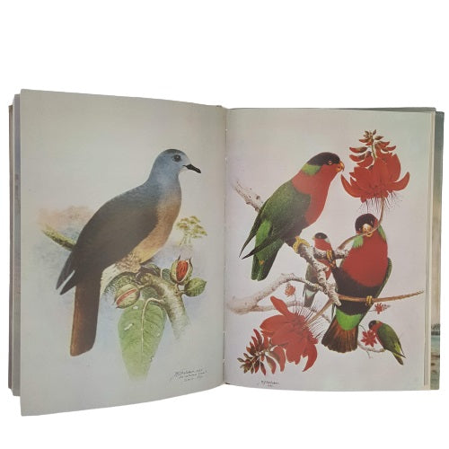 Birds of Fiji in Colour by W. J. Belcher - First Edition, 1972