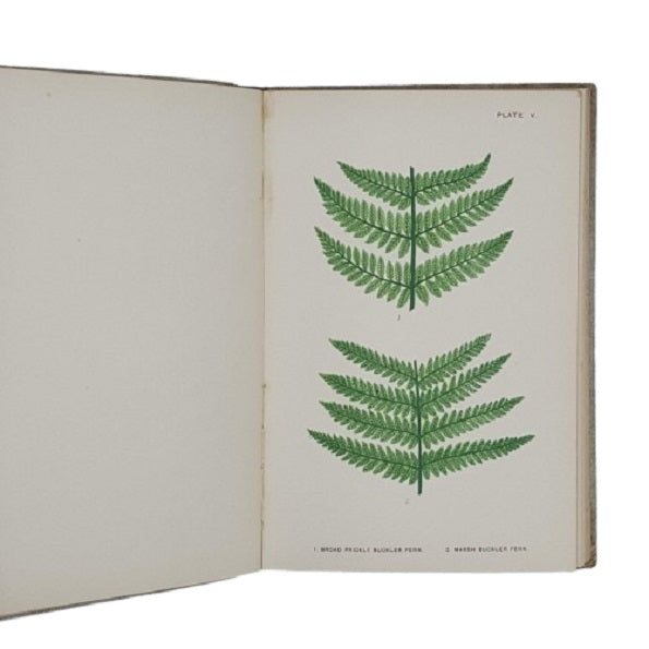 British Ferns by Mrs Lankester - Gibbings 1903