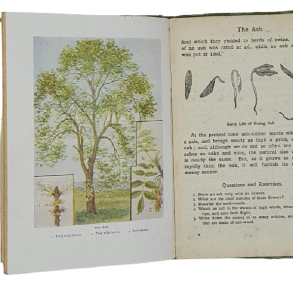 Look About You Nature Book No. 5 - Some British Forest Trees - T. C. &amp; E. C. Jack 1933