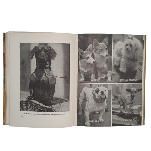 The Wonder Book of Animals