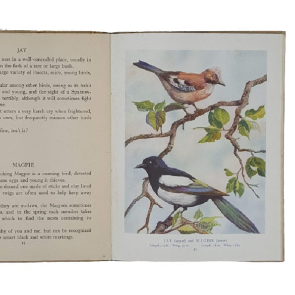 Birds of the Field and Woodland by Eric Tansley - Blackie