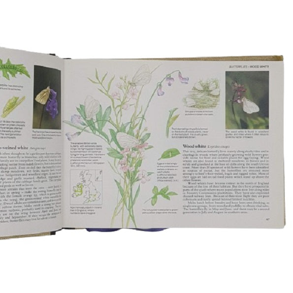 Field Guide to the Butterflies and other Insects of Britain - Reader's Digest 1984